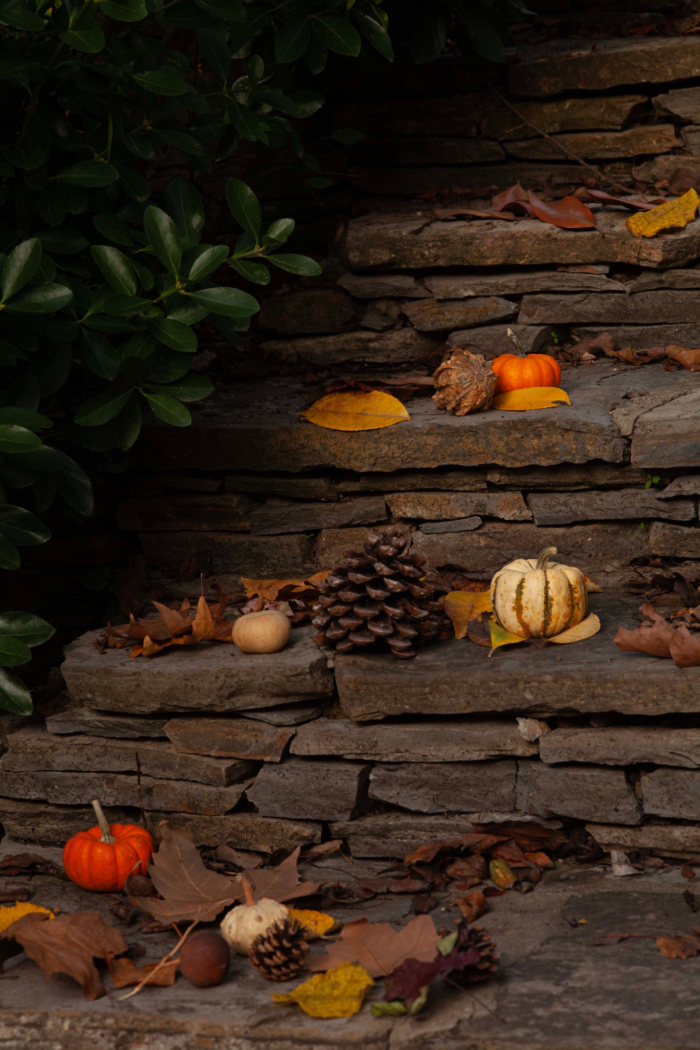 Rustic autumn still life on stone steps
